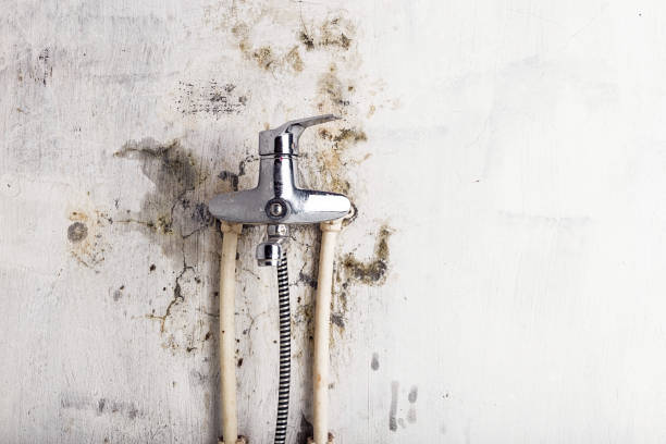 Best Affordable Mold Removal  in Mercersburg, PA