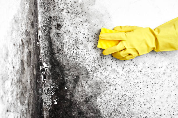 Best Mold Damage Repair  in Mercersburg, PA