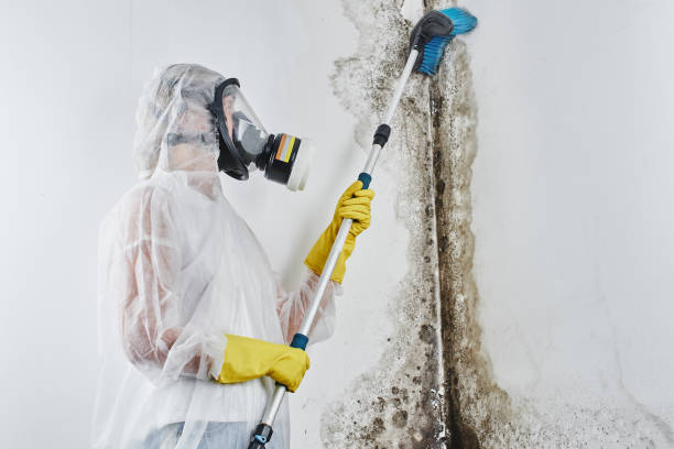 Mold Removal Process in Mercersburg, PA