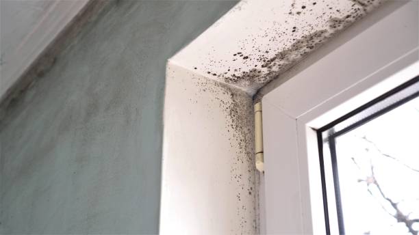 Best Mold Cleaning Services  in Mercersburg, PA