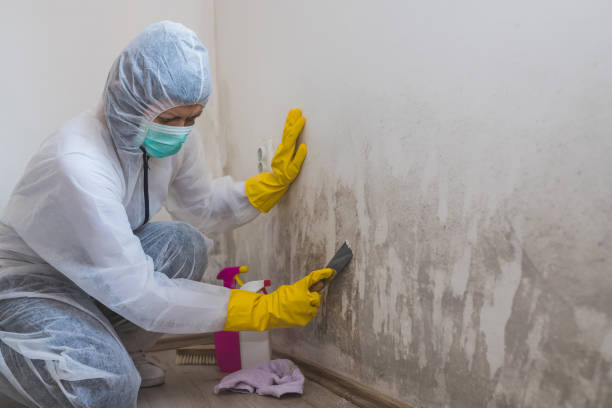 Best Mold Removal Process  in Mercersburg, PA