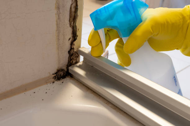 Office Mold Removal Services in Mercersburg, PA