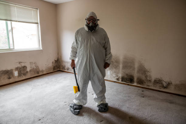 Professional Mold Removal in Mercersburg, PA