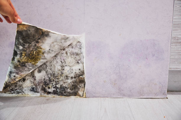 Best Home Mold Removal  in Mercersburg, PA